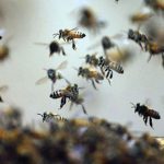 Tratorista morre após ataque de abelhas na zona rural de Bom Jesus da Lapa