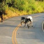 MPBA recomenda medidas para prevenir acidentes com animais soltos em rodovias do sudoeste baiano