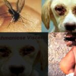 Casos de Leishmaniose em Malhada já são mais ativos que a dengue; alerta vigilância