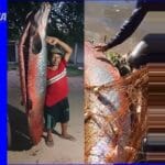 Ibama classifica pirarucu como invasor e autoriza pesca para conter impacto ambiental