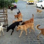 Vigilância Epidemiológica de Carinhanha anuncia a captura de animais soltos nas ruas a partir de março