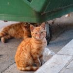 Gatos de vizinhos e abandonados provocam prejuízos e conflitos entre moradores em Carinhanha