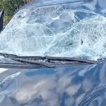 Vacas soltas na pista causam acidente em rodovia de Malhada