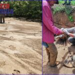 Moradores da Caatinga ajudam encontrar a anta no bioma onde a espécie havia sido declarada Regionalmente Extinta