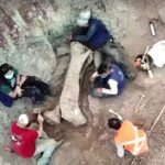 Nova espécie de dinossauro gigante é identificada por pesquisadores brasileiros