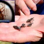 Barbeiro, inseto transmissor da doença de Chagas, volta a preocupar moradores e autoridades em Malhada e Carinhanha e região