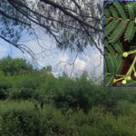 Projeto de lei aprovado em comissão da câmara propõe eliminar a planta leucena no Brasil; pauta gera divisão de opinião; acompanhe