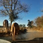 Motorista denuncia cavalos soltos em estrada da zona rural de Feira da Mata e alerta para risco de acidentes