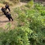Cerca de 3 mil pés de maconha são encontrados durante operação policial em Caetité