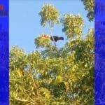 Registro raro: Moradores flagram tucano durante ordenha no povoado de Serra de João Alves I, em Malhada; Assista ao vídeo