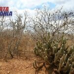 Bahia está entre os nove estados contemplados por edital para recuperação da Caatinga