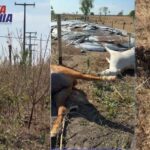 Fio de alta tensão se rompe em Carinhanha, mata animais de raça e deixa trabalhador ferido; prejuízo é de R$ 100 mil