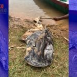 Surubim de 1,5 metro é encontrado morto às margens do Rio São Francisco, em Serra do Ramalho