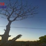 Moradores solicitam retirada de árvore que ameaça cair sobre rede de alta tensão na zona rural de Malhada