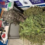 Operação policial descobre plantação com 2 mil pés de maconha em ilha do Rio São Francisco; um suspeito morre em confronto